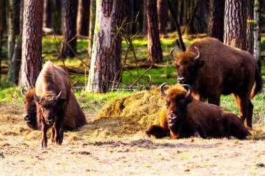 Orman rezervindeki vahşi Avrupa bizonları (Bison bonasus), Pszczyna Jankowice, Polonya