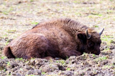 Orman rezervindeki vahşi Avrupa bizonları (Bison bonasus), Pszczyna Jankowice, Polonya