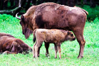 Orman rezervindeki vahşi Avrupa bizonları (Bison bonasus), Pszczyna Jankowice, Polonya