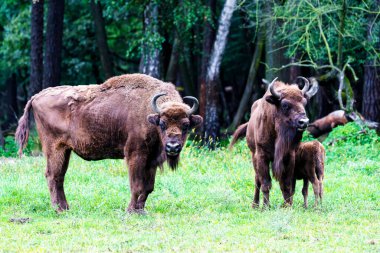 Orman rezervindeki vahşi Avrupa bizonları (Bison bonasus), Pszczyna Jankowice, Polonya