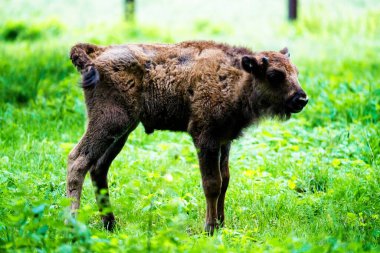 Orman rezervindeki vahşi Avrupa bizonları (Bison bonasus), Pszczyna Jankowice, Polonya