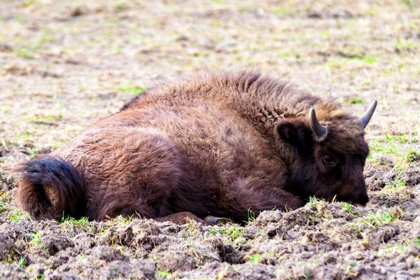 Дикие Европейские Бизоны Мудрые Bison Bonasus Лесном Заповеднике Пщину Янковице — стоковое фото