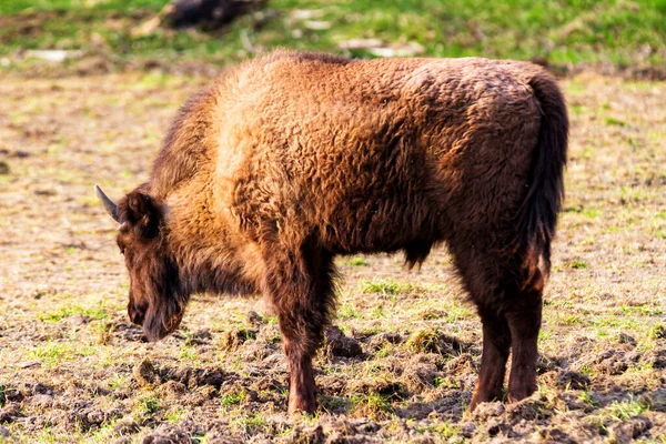 Bisons Sauvages Européens Bison Bonasus Dans Réserve Forestière Pszczyna Jankowice — Photo