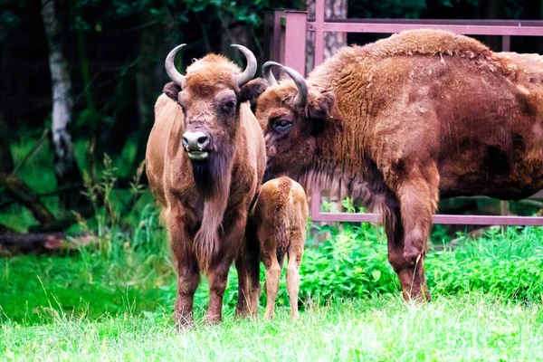 Bisontes Europeos Salvajes Sabios Bison Bonasus Reserva Forestal Pszczyna Jankowice — Foto de Stock