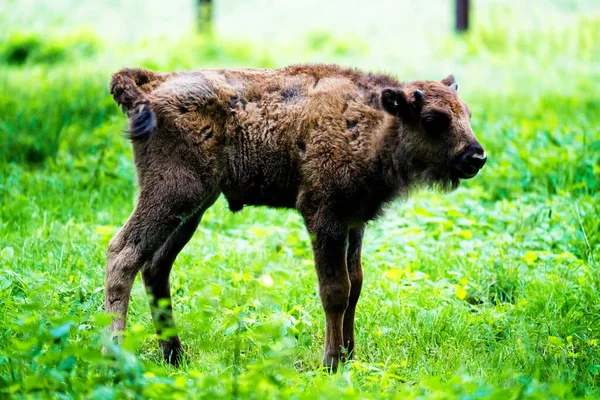 Bisons Sauvages Européens Bison Bonasus Dans Réserve Forestière Pszczyna Jankowice — Photo