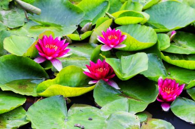 Göletteki Büyük Lotus Çiçekleri Grubu