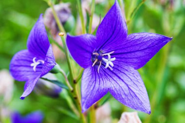 Bulanık arka planda Platycodon Grandiflorus