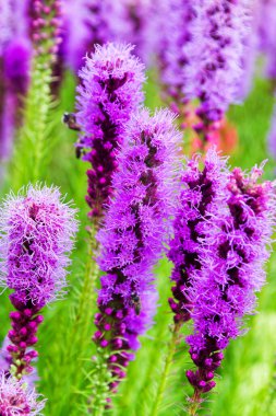 Clethraceae pembe kulesi, yeşil bulanık arka camlı.