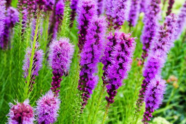 Clethraceae pembe kulesi, yeşil bulanık arka camlı.