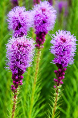 Clethraceae pembe kulesi, yeşil bulanık arka camlı.