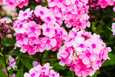 Pembe Phlox çiçeği - çiçek açan bitkilerin cinsi güzel bokeh, seçici odaklı