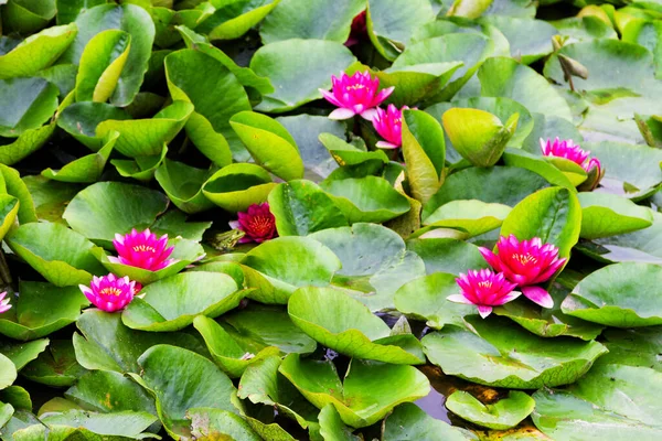 Большая Группа Цветков Лотоса Пруду — стоковое фото