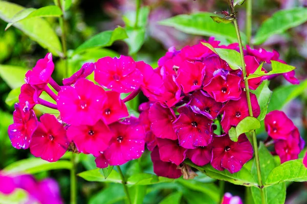 Rosafarbene Phlox Blume Gattung Blühender Krautiger Pflanzen Mit Schönem Bokeh — Stockfoto