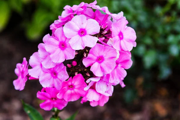Rosafarbene Phlox Blume Gattung Blühender Krautiger Pflanzen Mit Schönem Bokeh — Stockfoto