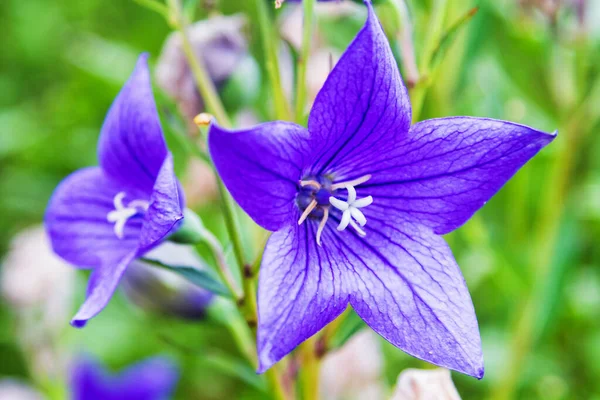 ぼやけた背景にPlatycodon Grandiflorus — ストック写真