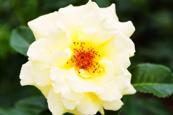 Bílá Růže Pohled Shora — Stock fotografie