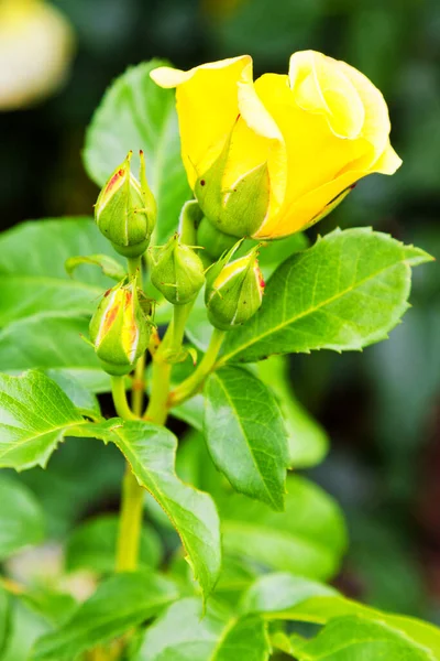 Rose Jaune Fleurie Avec Petit Bouton Rose Sur Fond Vert — Photo