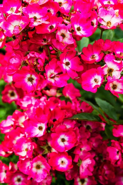 Red Phlox Flower Genus Flowering Herbaceous Plants Beautiful Bokeh Selective — Stock Photo, Image