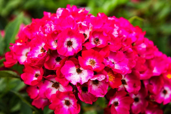 Red Phlox Blume Gattung Blühender Krautiger Pflanzen Mit Schönem Bokeh — Stockfoto