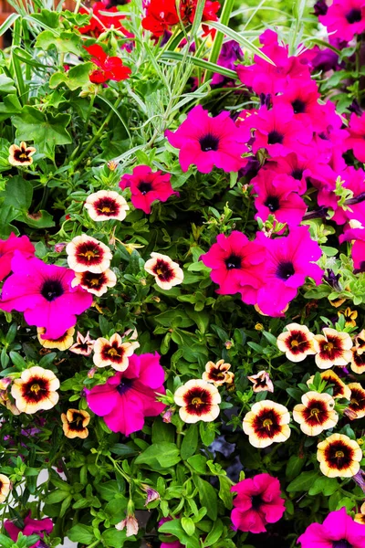 Hermosas Flores Pelargonio Jardín — Foto de Stock