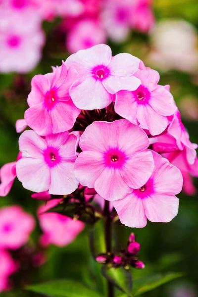 Rosafarbene Phlox Blume Gattung Blühender Krautiger Pflanzen Mit Schönem Bokeh — Stockfoto