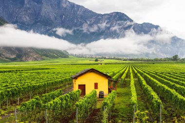 Valais Canton 'daki üzüm bağı, Sierre, Sion ve Martigny yakınlarında, İsviçre