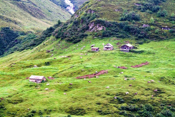 瑞士一个高山小村的草地上放牛 — 图库照片