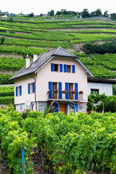 Viñedo Cantón Del Valais Cerca Sierre Sion Martigny Suiza — Foto de Stock