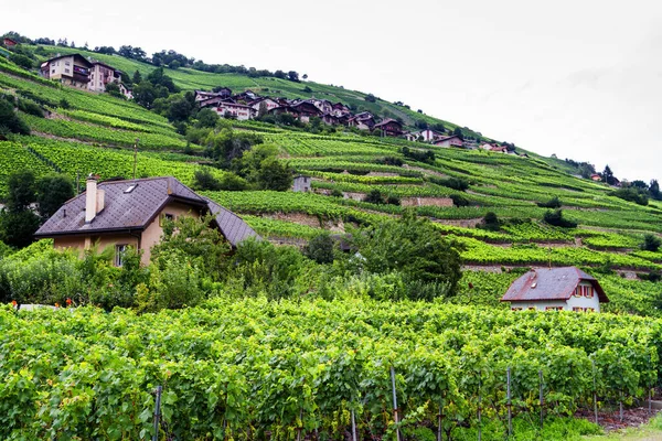 Viñedo Cantón Del Valais Cerca Visp Zermatt Suiza — Foto de Stock