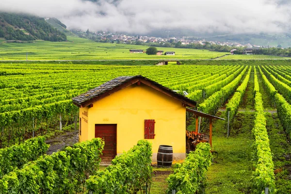 Sierre Suiza Agosto 2015 Viña Cantón Del Valais Cerca Sierre — Foto de Stock