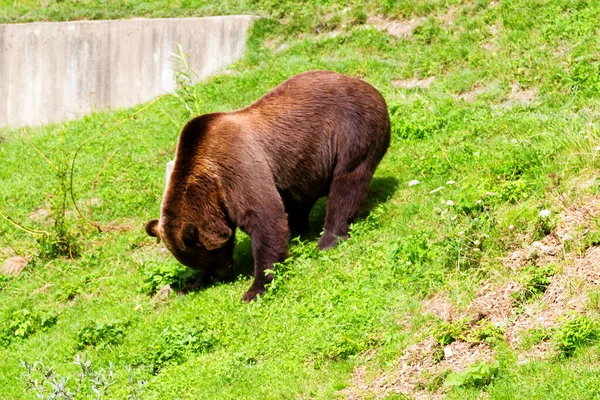 Medvěd Hnědý Zoo Bern Švýcarsko Medvědi Hnědí Jsou Symbolem Města — Stock fotografie