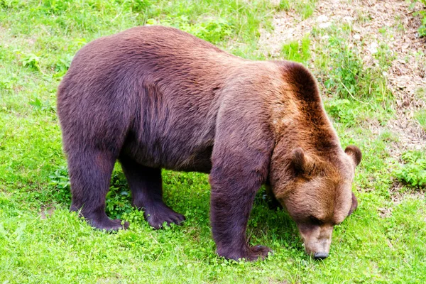 Oso Pardo Zoológico Berna Suiza Los Osos Pardos Son Símbolo — Foto de Stock