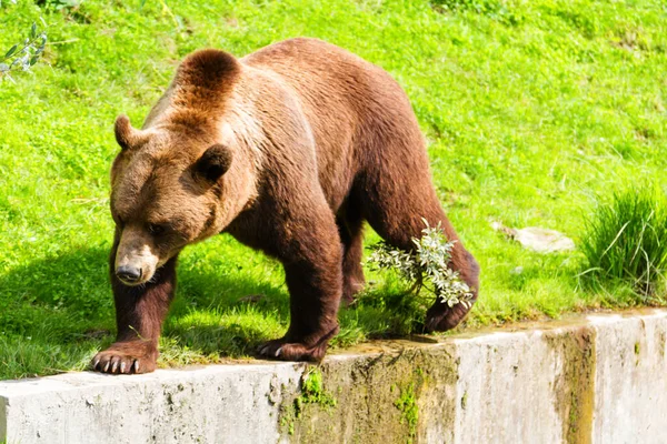 Barna Medve Állatkertben Bern Svájc Barnamedvék Város Szimbólumai — Stock Fotó
