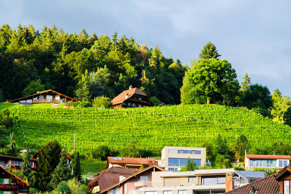 Vineyards in a warm evening sun near Thun, Switzerland Alps