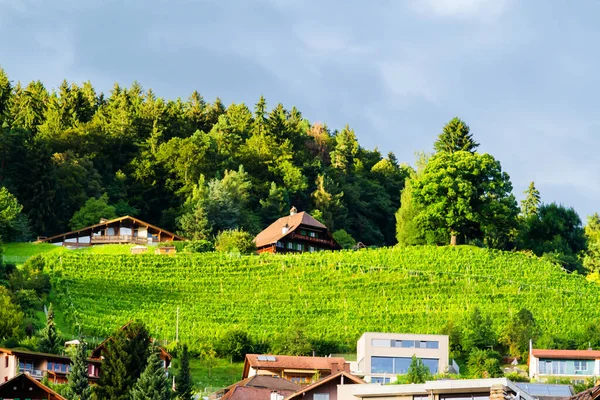 Vinhedos Sol Quente Noite Perto Thun Suíça Alpes — Fotografia de Stock