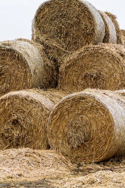 Yığının üzerinde saman balyaları, Silezya, Polonya.