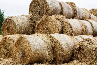 Yığının üzerinde saman balyaları, Silezya, Polonya.