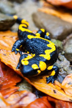 Polonya dağında ateş semenderi (Salamandra semenderi).