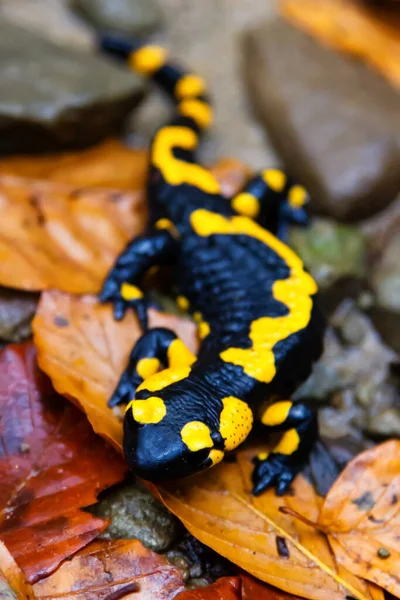 Feuersalamander Salamandra Salamandra Den Polnischen Bergen — Stockfoto