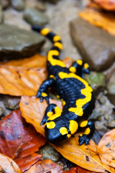 Feuersalamander Salamandra Salamandra Den Polnischen Bergen — Stockfoto