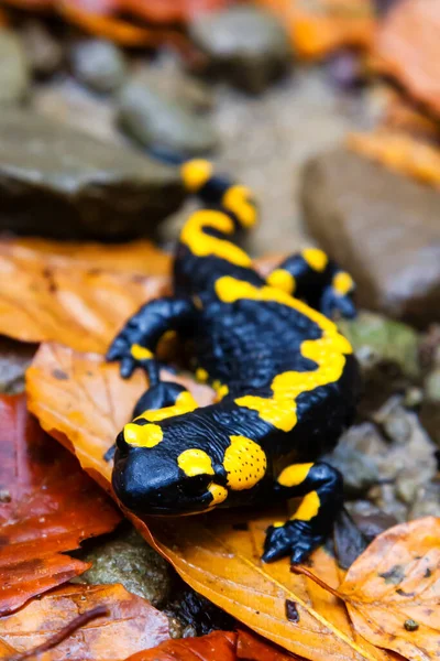 Feuersalamander Salamandra Salamandra Den Polnischen Bergen — Stockfoto