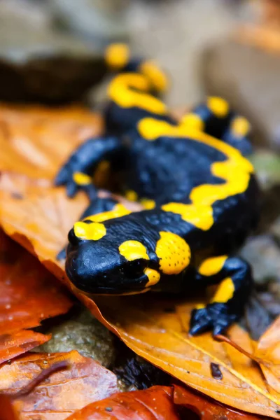 Feuersalamander Salamandra Salamandra Den Polnischen Bergen — Stockfoto