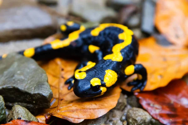 Feuersalamander Salamandra Salamandra Den Polnischen Bergen — Stockfoto