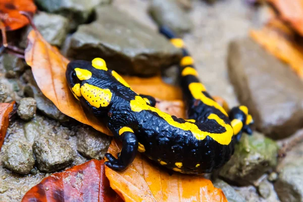 Feuersalamander Salamandra Salamandra Den Polnischen Bergen — Stockfoto