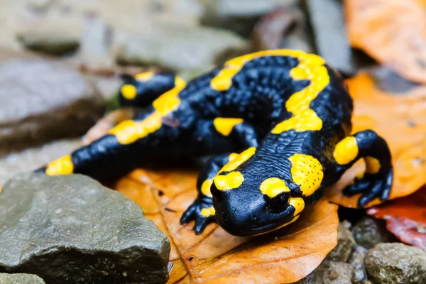 Feuersalamander Salamandra Salamandra Den Polnischen Bergen — Stockfoto