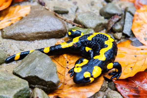 Feuersalamander Salamandra Salamandra Den Polnischen Bergen — Stockfoto