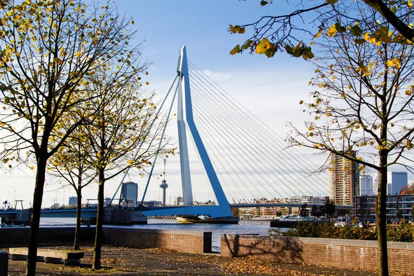 Erasmus Bridge Rotterdam Sul Fiume Nieuve Maas Rotterdam Paesi Bassi — Foto Stock