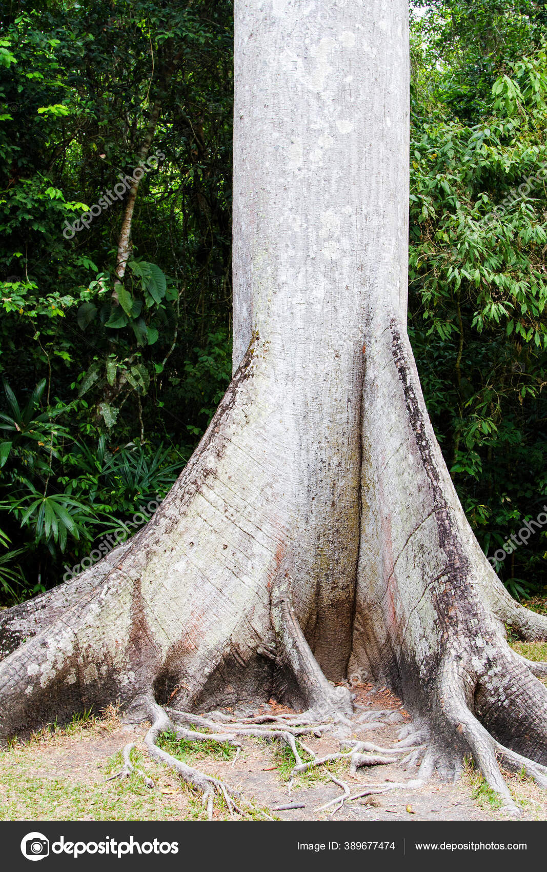 Kapok Géant Appelé Ceiba Jungle Tikal Guatemala Amérique Centrale — Photo  de stock par ©kefirm - 389677474, image size:1067x1700