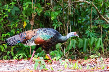 Ocellated Turkey, Meleagris ocellata, Tikal Ulusal Parkı, Guatemala, Orta Amerika yolunda çimlerin üzerinde tek bir kuş.