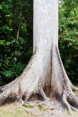 Ceiba adındaki dev kapok ağacı, Tikal ormanı, Guatemala, Orta Amerika